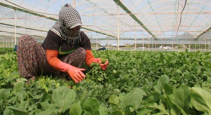 Tarım işçisi kadınlar sömürü karşısında Yeşil Sol Parti’ye oy çağrısında bulundu