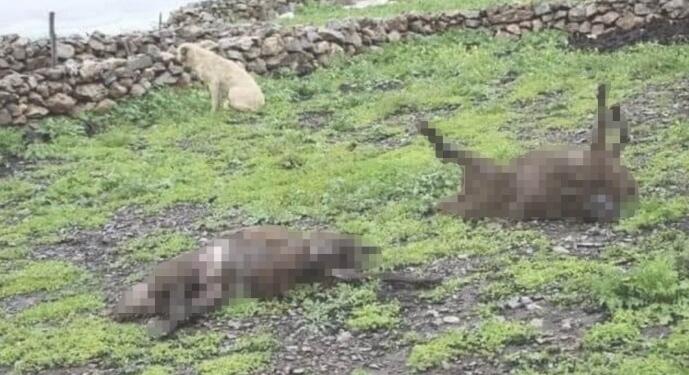 Cudi’de yaşanan selden 205 küçükbaş hayvan öldü