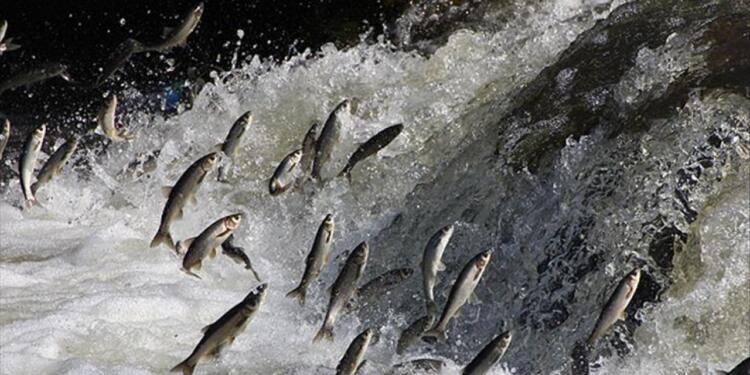 İnci kefali için av yasağı başladı