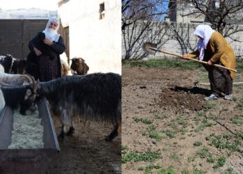 Kürt coğrafyasında tarım ve hayvancılığa vurulan darbe üretimleri daraltırken, kuraklıkla birlikte bölge tarım ve hayvancılığın yapılamayacağı bir bölge haline dönüşüyor.