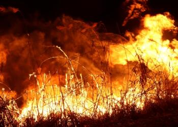 Wan'da kuşların ayaşam aalanı olan saazlıklar sistemli olarak yakılırken, birçok canlı türünün yaşam alanı olana bataklıklarda rant için yok edilerek büyük bir ekokırım yaşatılıyor.