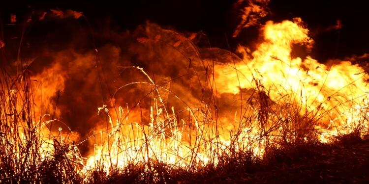 Wan’da sazlıklar yakılıyor kuşlar ölüyor