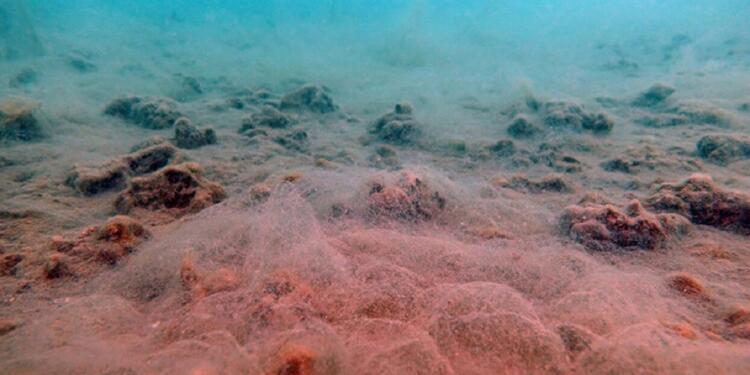 Karadeniz hızla ölüme gidiyor