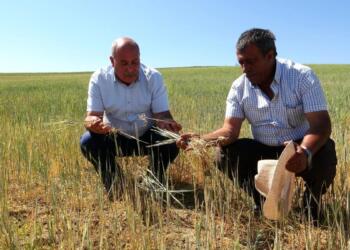 Kürt coğrafyasında inşa edilen devasa büyüklükteki barajlardan yeterli su verilmeyen çiftçiler üretim yapamaz hale gelmiş durumda