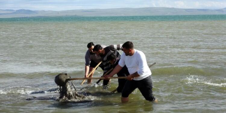 Zilan suları hapsedilirken inci kefali can çekişiyor