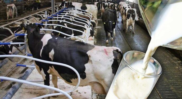 Çiğ süt üretimi 7,1 oranında azaldı
