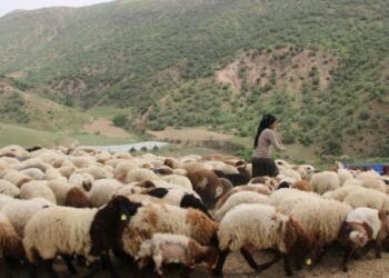Koçerler yayla yolculuğunu erteledi: Bir oy her şeyi değiştirir