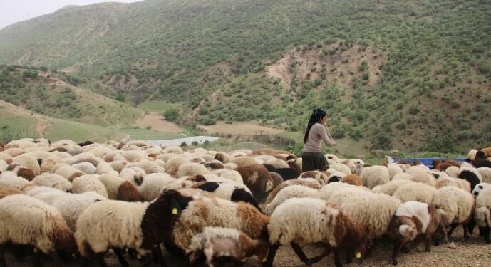 Koçerler yayla yolculuğunu erteledi: Bir oy her şeyi değiştirir