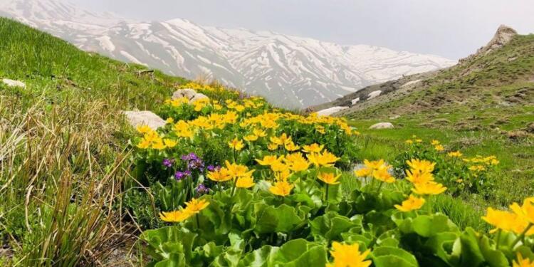 Lîlav zamanında tüm renkler buluştu