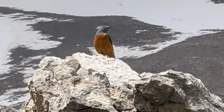 Dersim’de Taşkızılı kuşu ilk kez görüntülendi