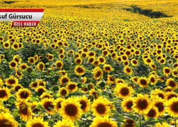 Trakya'da ayçiçeği üretimi, biyo yakıt amaçlı geliştirilen kanola ekimi için terk edilme baskıları süren kuraklık sonucu geri tepti. Çiftçi yeniden ayçiçeğine dönüş yapıyor
