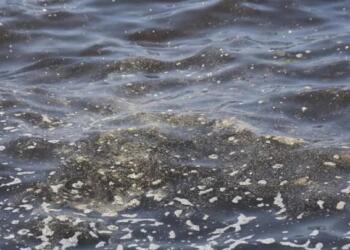 İzmir’de dereler foseptiğe dönüştü
