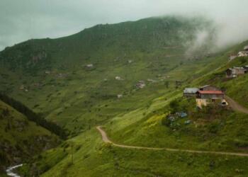 Ağaç kıyımı suç değilmiş!