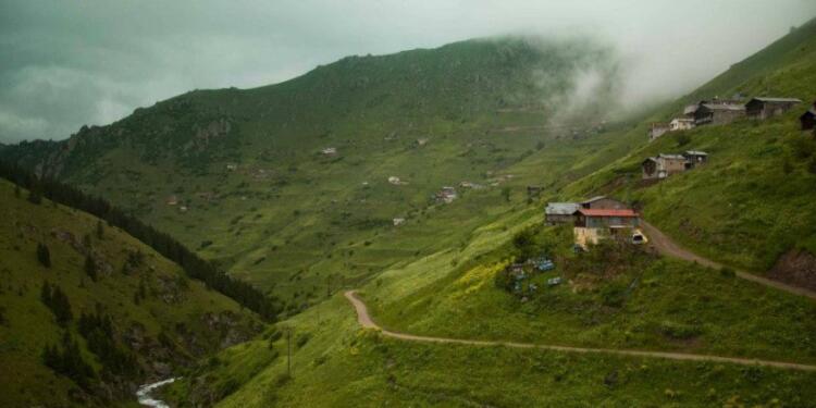 Ağaç kıyımı suç değilmiş!