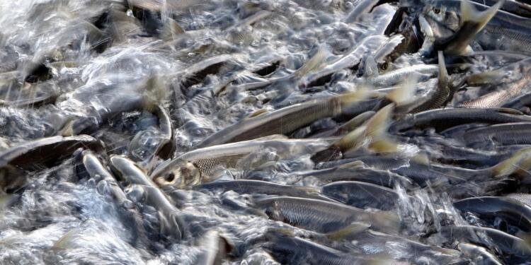 Baraj inci kefali için büyük tehdit