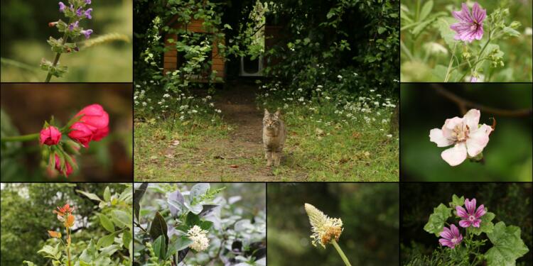 Validebağ Korusu’nda yaşam cıvıl cıvıl