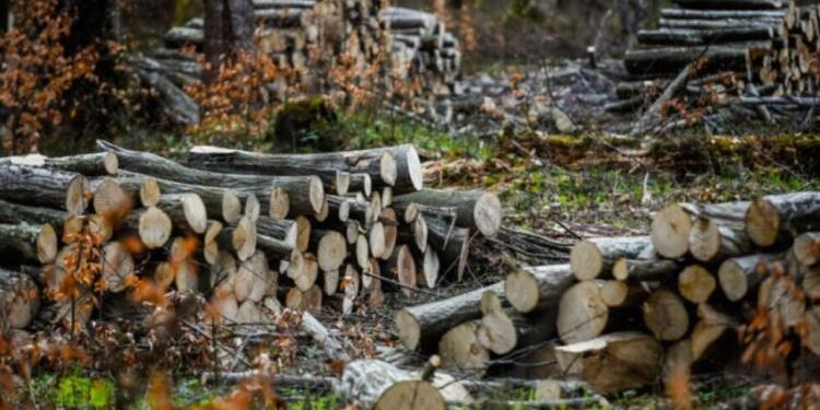 Kürdistan Bölgesi Yeşil Parti: Türkiye Behdinan’da 4 milyon ağaç kesti