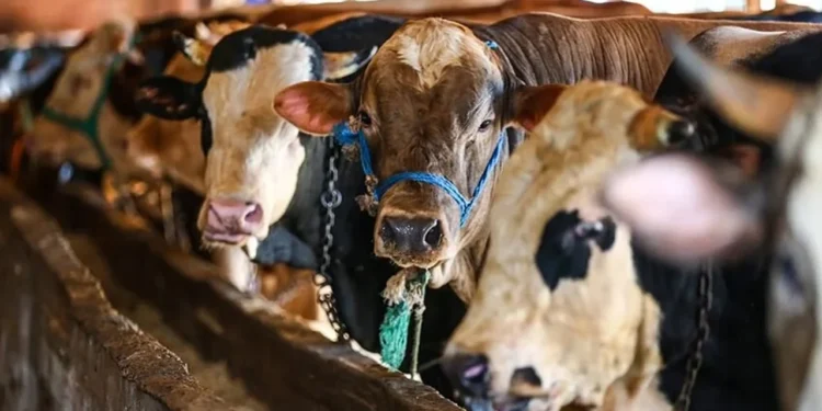 Erdêxan’da canlı hayvan pazarı şap karantinasına alındı