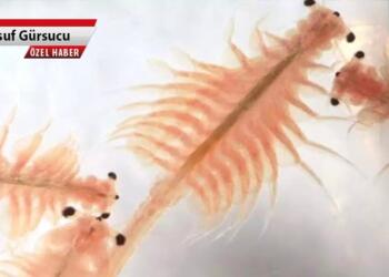 Meke Gölü'nün tuzlu sularında yaşayan tek canlı Artemia Salina ve bu canlıyla beslenen Flamingolar göle gelmez oldu, Meke kuşunun da yaşam alanı yok oldu.