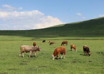 Erdexan’da şap hastalığı nedeniye hayvancılık bitme noktasına geldi