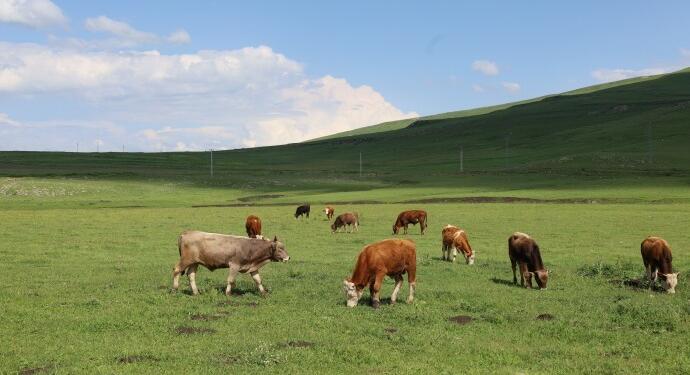 Erdexan’da şap hastalığı nedeniye hayvancılık bitme noktasına geldi