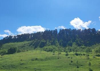 Mêrdinik’te ağaç kıyımı bölgeyi çoraklaştırıyor