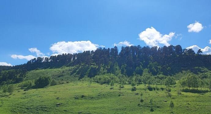 Mêrdinik’te ağaç kıyımı bölgeyi çoraklaştırıyor