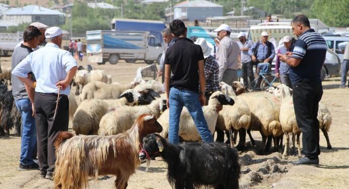 Kurbanlıkları satamayan besiciler: Bu işi bir daha kesinlikle yapmayacağız
