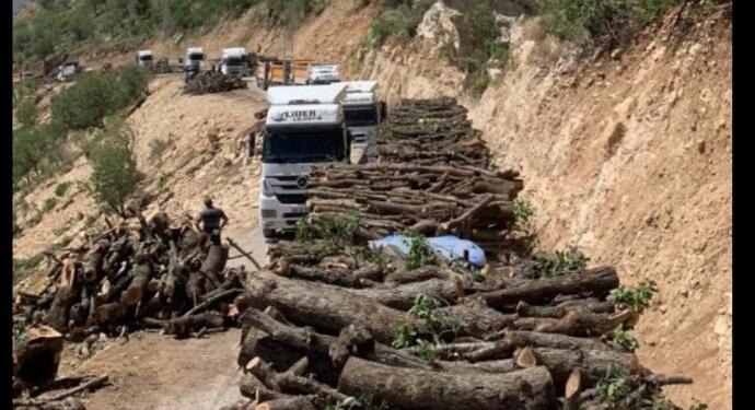 Gabar’da ağaç kıyımı