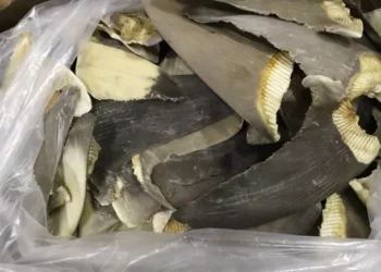 Brezilya’da yasa dışı 28.7 metrik ton köpekbalığı yüzgeci sevkiyatına baskın