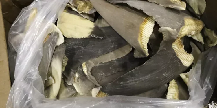 Brezilya’da yasa dışı 28.7 metrik ton köpekbalığı yüzgeci sevkiyatına baskın