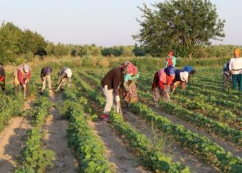 Tarım işçisi kadınlar: Emeğimiz görünmüyor