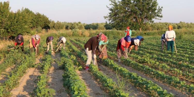 Tarım işçisi kadınlar: Emeğimiz görünmüyor