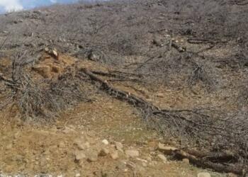 Geliyê Godernê’deki ağaç kıyımı Meclis’e taşındı