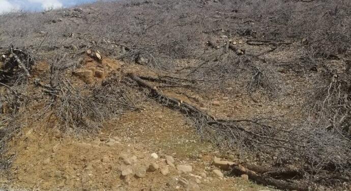 Geliyê Godernê’deki ağaç kıyımı Meclis’e taşındı