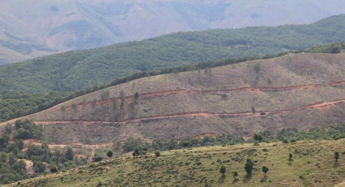 Şenyayla’daki ağaç kıyımı Meclis gündeminde: Kesimlere kim izin veriyor?