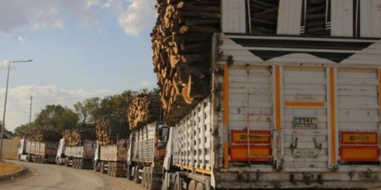 Her yıl 400 milyon ağaç kesilerek katlediliyor