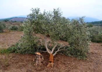 Zeytin mutlak korunması gerekeren ağaçlardan biriyken, AKP iktidarı tarafında madenlere, enerji santrallerine ve turizme kurban edilmeye devam ediliyor.