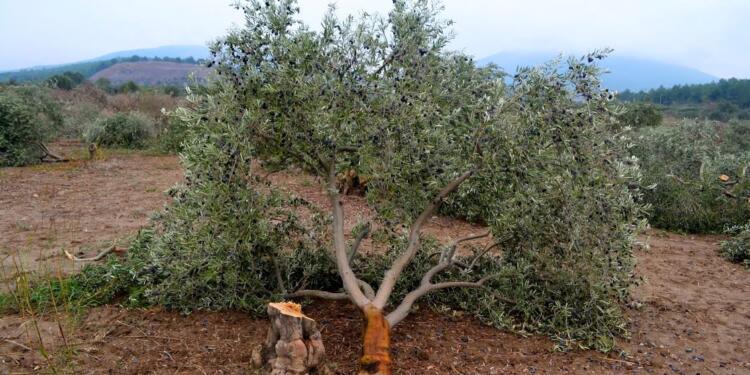 İktidarın zeytin düşmanlığı hız kesmiyor