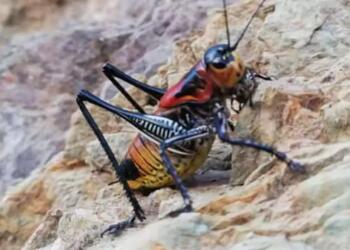 Çewlig’de çekirge istilası yaşanıyor