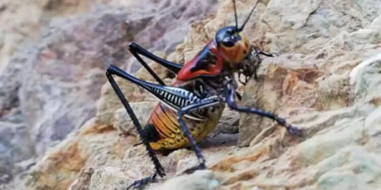 Çewlig’de çekirge istilası yaşanıyor