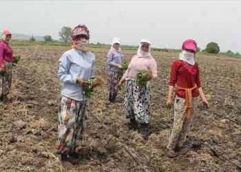 900 milyon çiftçi sıcaklıktan çalışamıyor