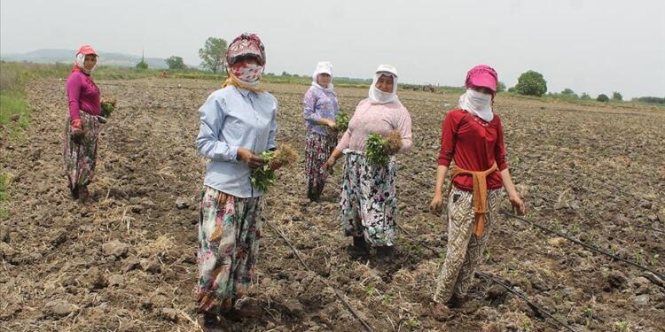 900 milyon çiftçi sıcaklıktan çalışamıyor