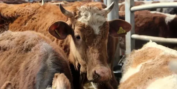 Artvin’in dört ilçesinde şap vakası: Kısıtlama getirildi