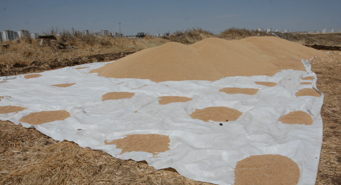 TMO’nun randevu vermediği çiftçiler: Emeğimiz rantçıların eline geçecek