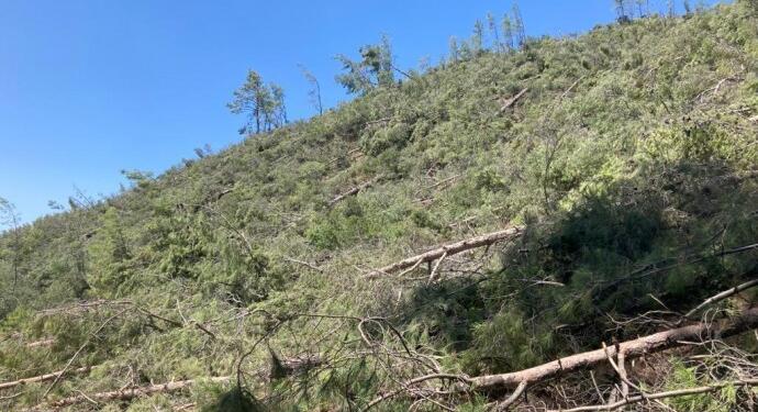 Akbelen’de ağaç kıyımı devam ediyor