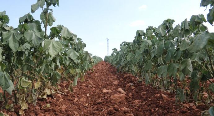 DEPSAŞ elektriği kesti, 25 dönüm kuruma tehlikesi altında