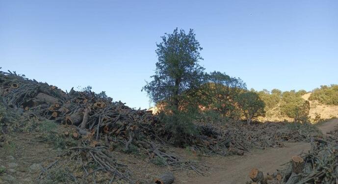Biliga’da ağaç kıyımına tepki gösteren köylülere tehdit