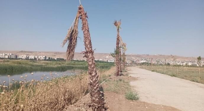 Kayyumun binlerce lira harcadığı palmiyeler kurudu