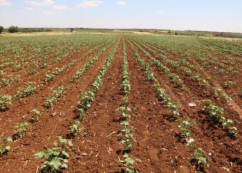 Hewaglı çiftçiler: Birlik olup kooperatif kurmamız şart